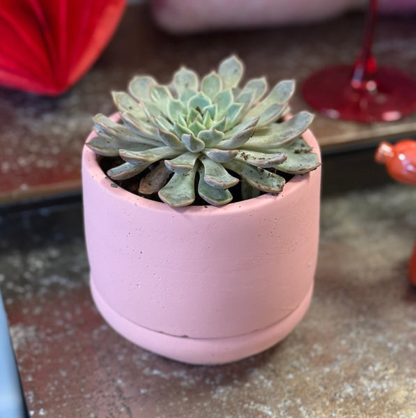 Succulent in pink pot