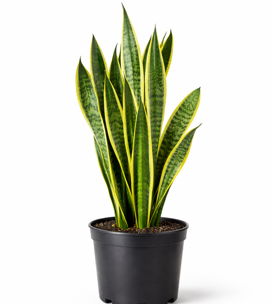 "Snake Plant" Sansevieria | Laurentii