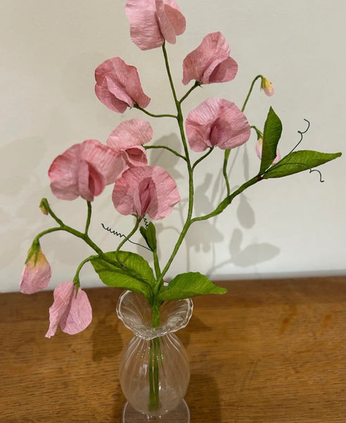 Icelandic Poppy