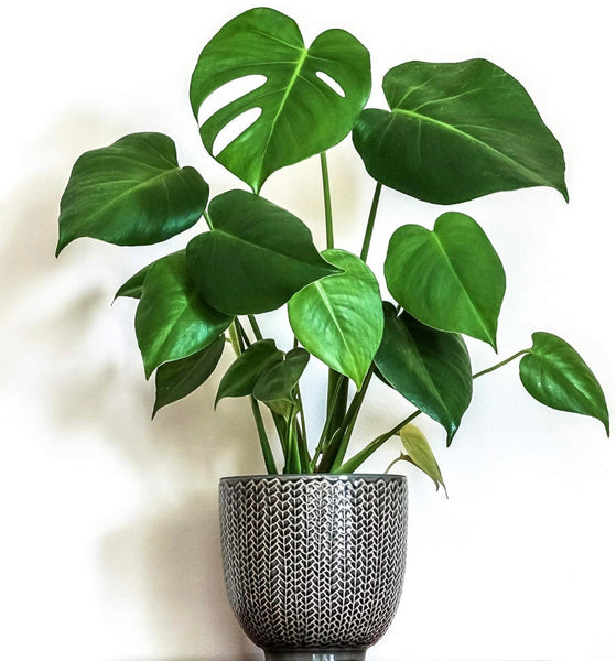 Large Monstera "Swiss Cheese Plant"