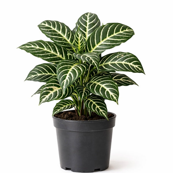 Aphelandra squarrosa (Zebra Plant