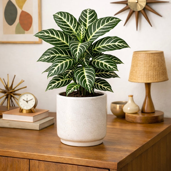 Aphelandra squarrosa (Zebra Plant