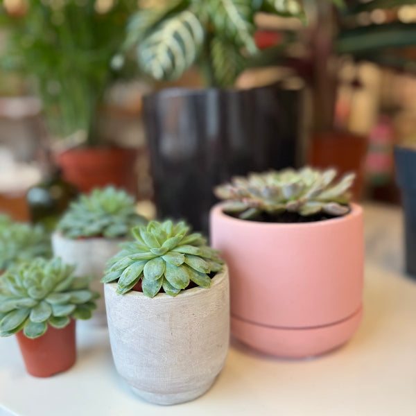Succulent in pink pot