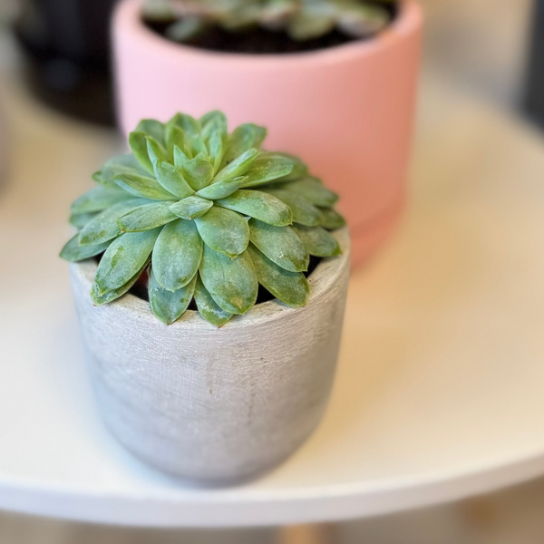 Succulent in Grey concrete pot 8cm