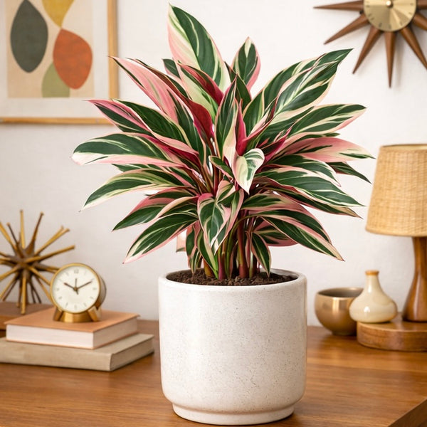Stromanthe sanguinea ‘Stripestar’