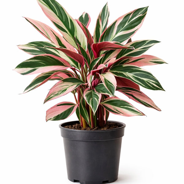 Stromanthe sanguinea ‘Stripestar’