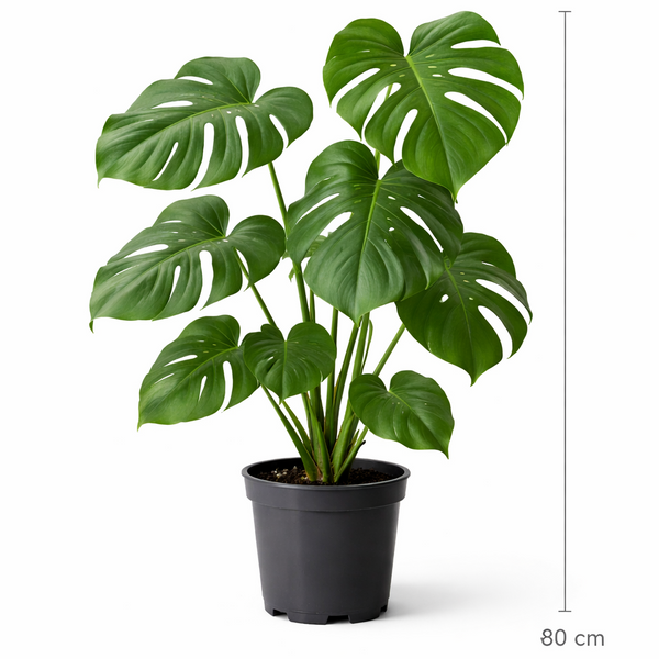 Large Monstera "Swiss Cheese Plant"