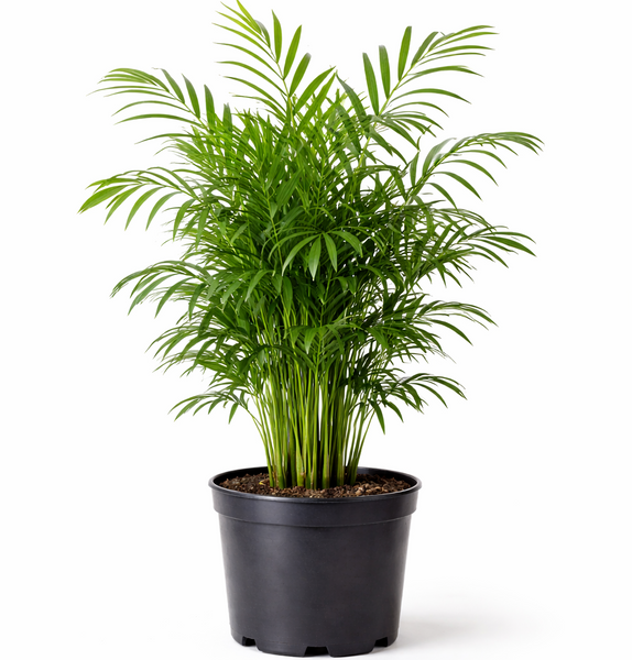 Chamaedorea Elegans "Parlour Palm"