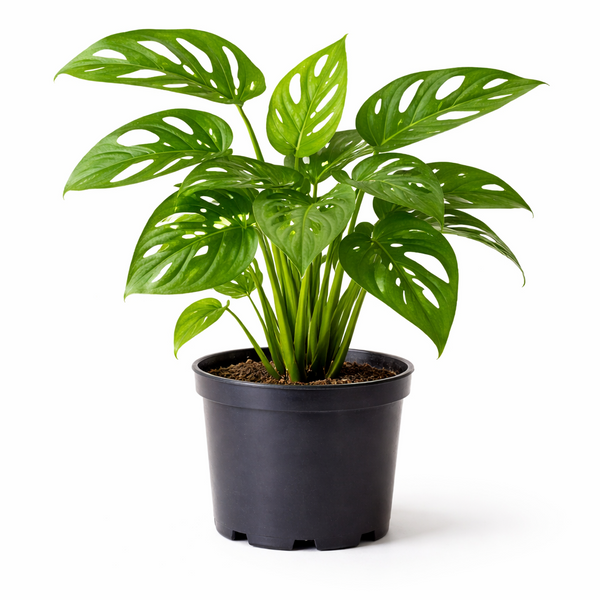 Monstera Obliqua "Monkey Mask"