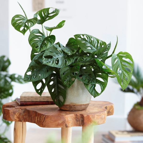 Monstera Obliqua "Monkey Mask"