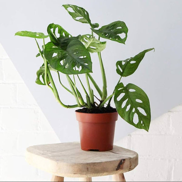 Monstera Obliqua "Monkey Mask"