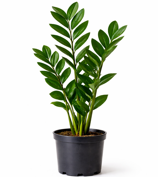 Zamioculcas Zamiifolia "ZZ Plant"