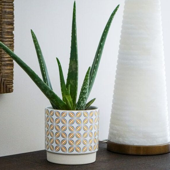 IvyLine Geometric Pot – Mustard 10cm