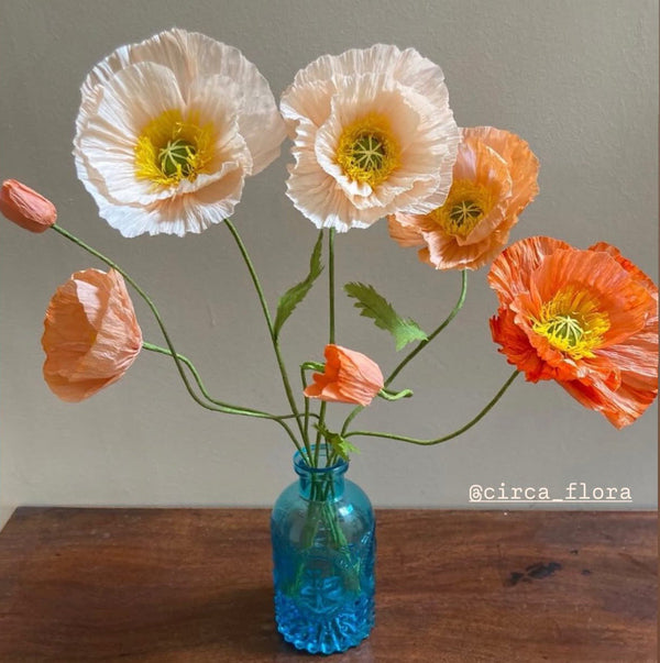 Icelandic Poppy