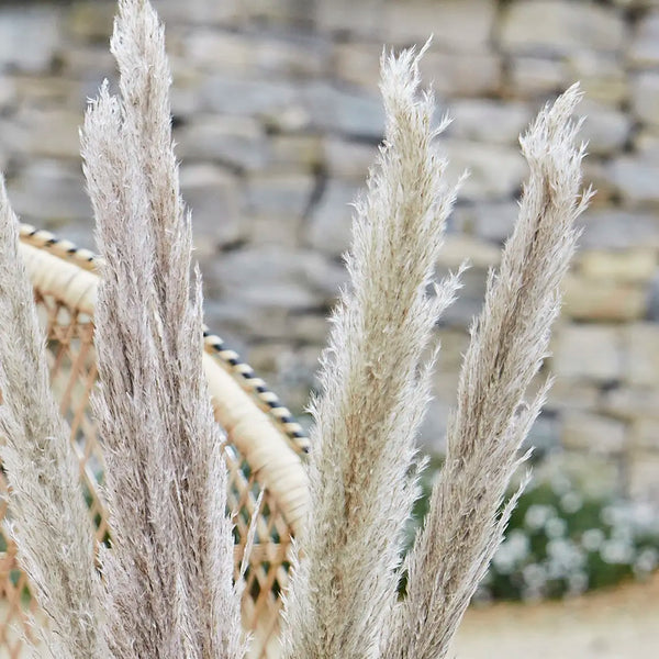 Natural Pampas Grass