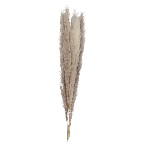 Natural Pampas Grass