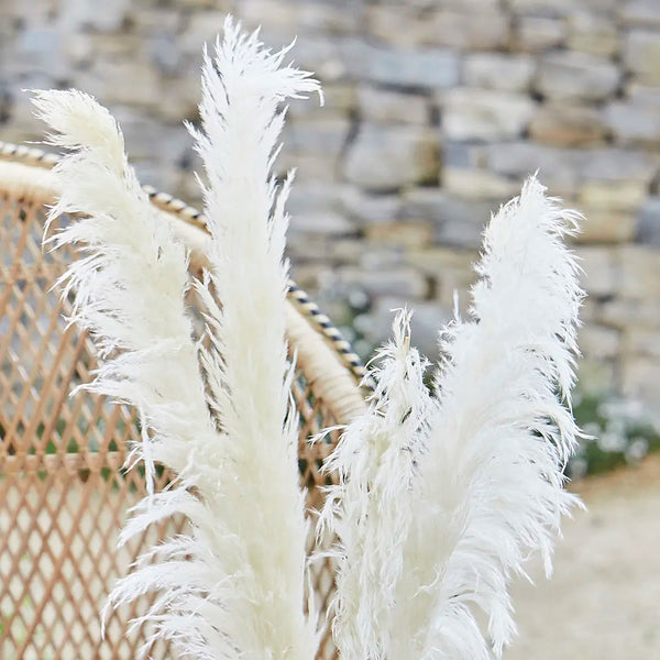Bleached Pampas Grass
