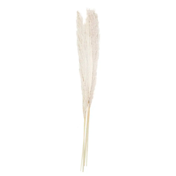 Bleached Pampas Grass